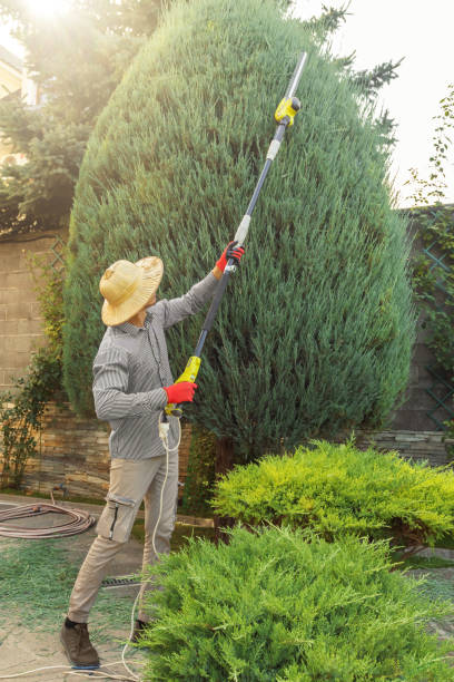 Best Tree Removal Services  in Chino, CA